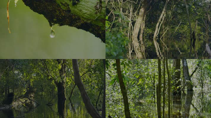 树木 河塘 湖面