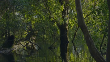 树木 河塘 湖面