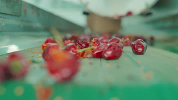 辣椒生产加工丰收烘烤流水线