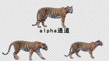 老虎动画带通道