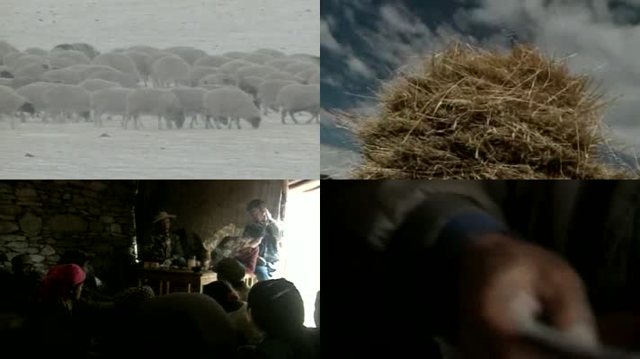 西藏少数民族贫困地区村干部带领羊群畜牧业