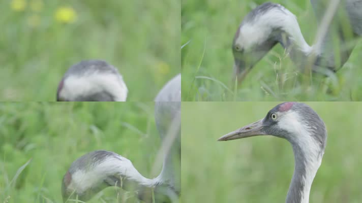 W云南普洱丹顶鹤在土中寻找食物特写