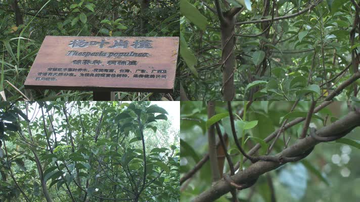 J广东珠海淇澳红树林湿地生态园杨叶肖槿实