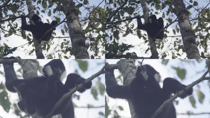 W云南普洱白颊长臂猿坐在树上吃树枝