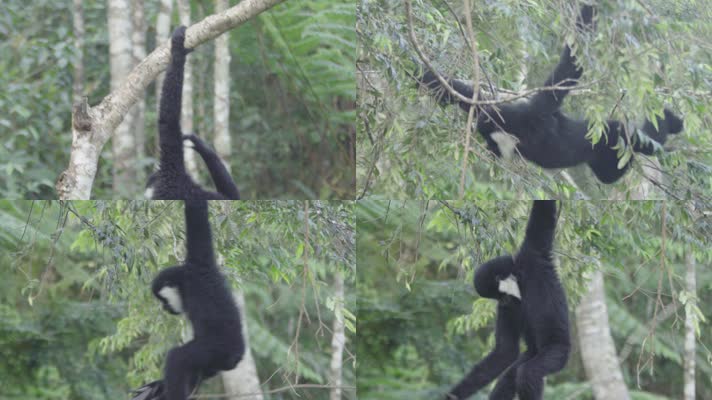 W云南普洱白颊长臂猿在树上玩耍