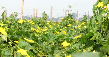 农业 农作物 蔬菜种植 丝瓜 经济作物 瓜果 