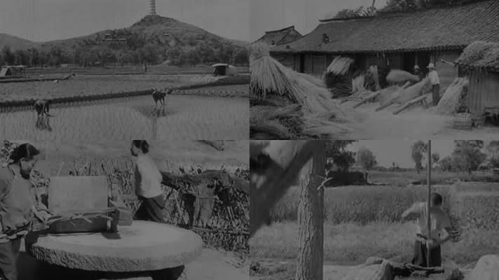 30年代早期中国乡村农村水牛磨盘劳动生活