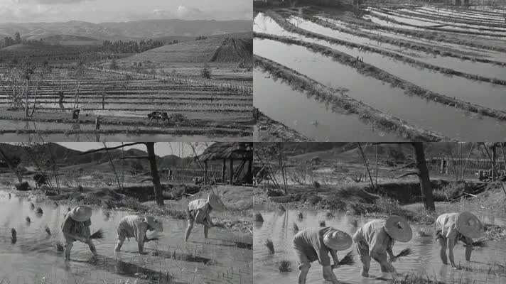 早期中国乡村稻田水稻梯田播种水牛耕种