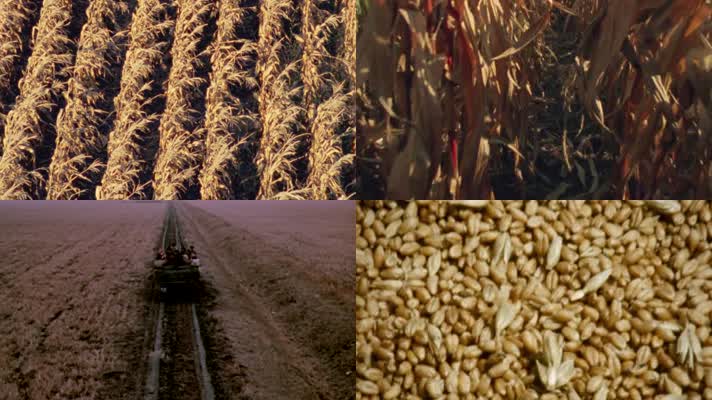 50年代农场机械化联合收割机蔬菜玉米高粱