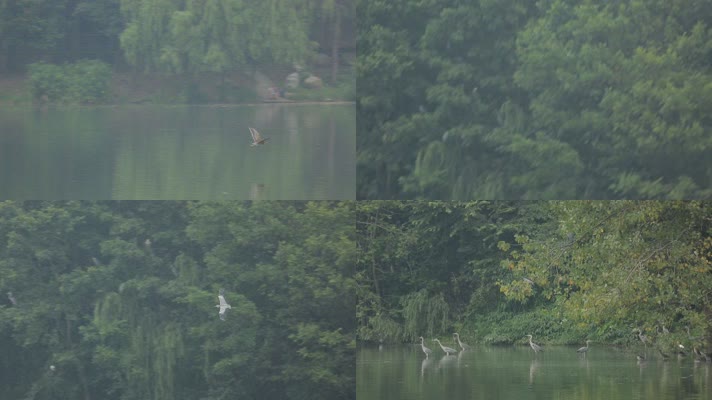 C成都湿地白鹭实拍视频