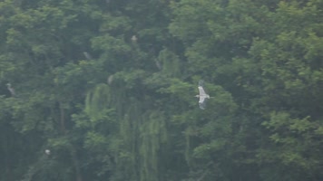 C成都湿地白鹭实拍视频