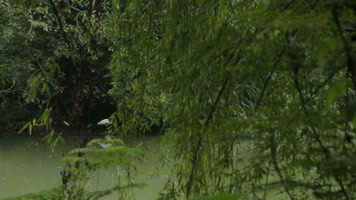 C成都湿地白鹤高清实拍视频