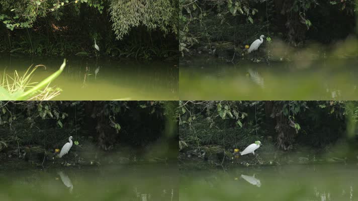 C成都湿地白鹤高清视频