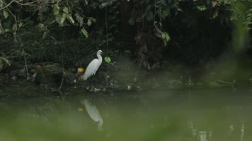 C成都湿地白鹤高清视频