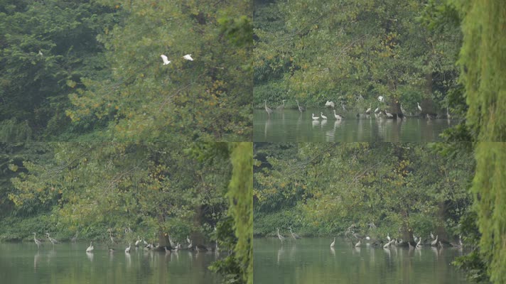 C成都湿地白鹭高清实拍视频