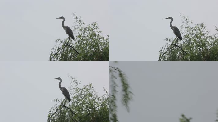 C成都湿地树枝白鹤高清实拍视频