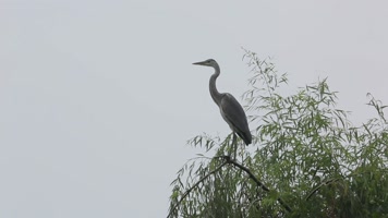 C成都湿地树枝白鹤高清实拍视频