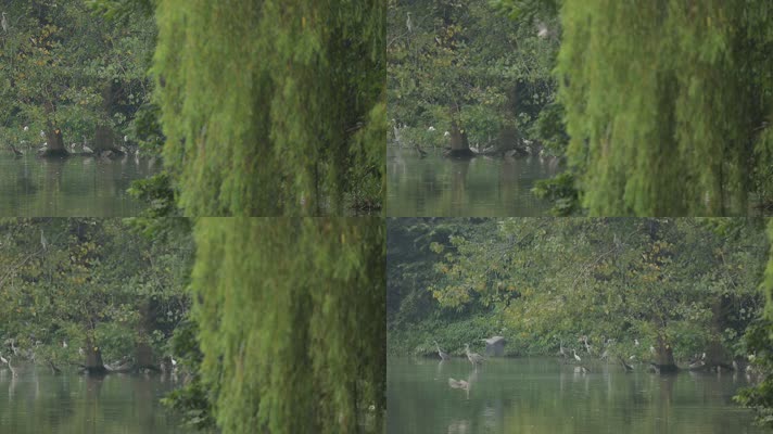 C成都湿地白鹭群高清实拍视频