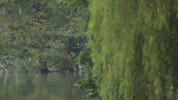 C成都湿地白鹭群高清实拍视频