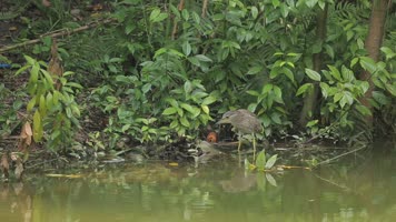 C成都湿地夜莺高清实拍视频