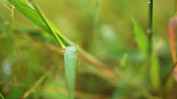 白露 露水 水珠草上的水珠 晨露 立秋 