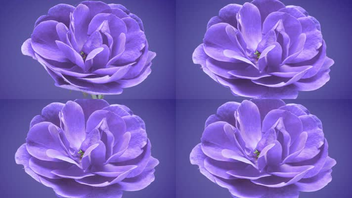 紫色花朵盛开绽放美丽