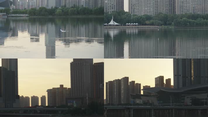 浑河上飞翔的白色的鸟