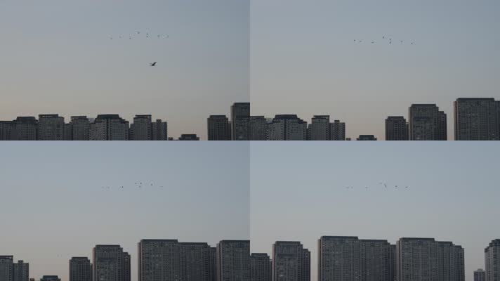 天空中成群的飞鸟