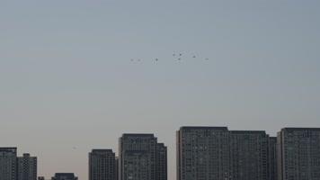 天空中成群的飞鸟