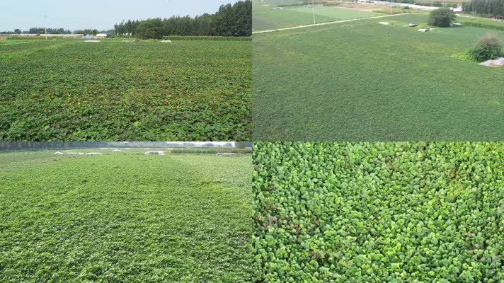 成片地瓜地 地瓜地 农业种植 土地 地瓜秧 