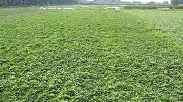 成片地瓜地 地瓜地 农业种植 土地 地瓜秧 