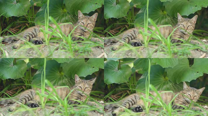 原创实拍躺在草丛里的狸花猫