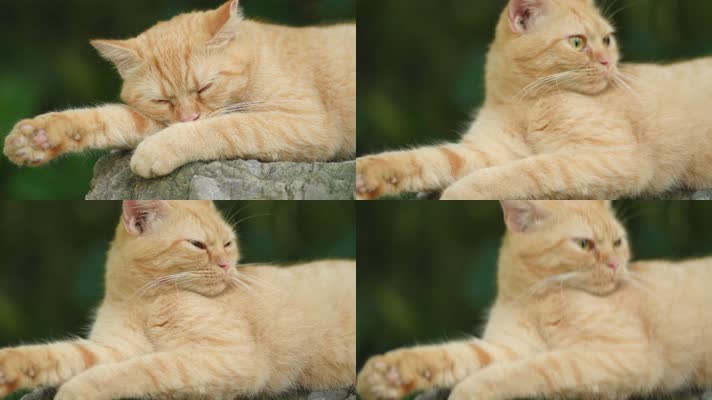 原创实拍被打断休息的橘猫