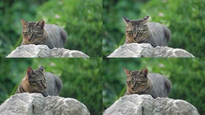 原创实拍狸花猫卧在大石头上