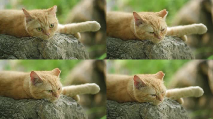 原创实拍橘猫趴在石头上思考人生
