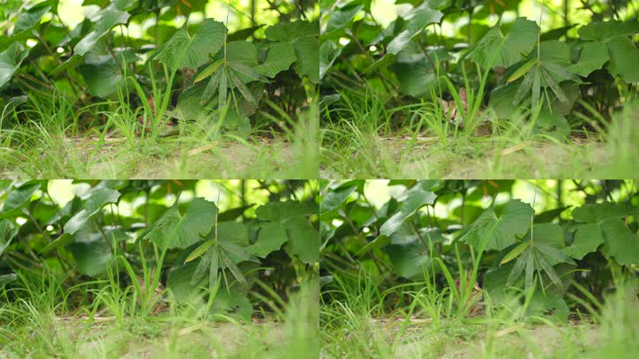 原创实拍躲在草丛中的小猫们