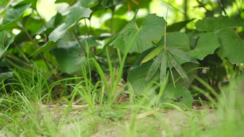 原创实拍躲在草丛中的小猫们