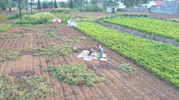 收获花生 收花生 农业 粮食 农产品 农作物 