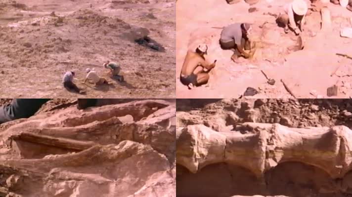 中外联合考古专家内蒙古新疆发掘恐龙化石