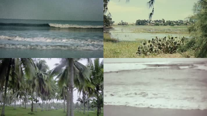 50年代海南岛海浪海岸线椰树风景