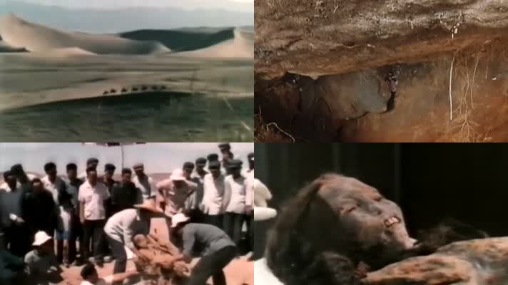 1978年新疆哈密考古学家挖掘整理木乃伊古尸