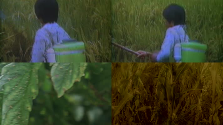 70年代农村农民喷洒农药防治预防病虫灾害