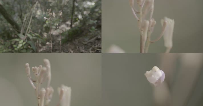 C丹霞山植被4k特写视频