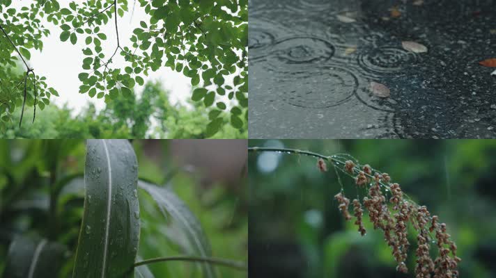 4K下雨中的植物和水面