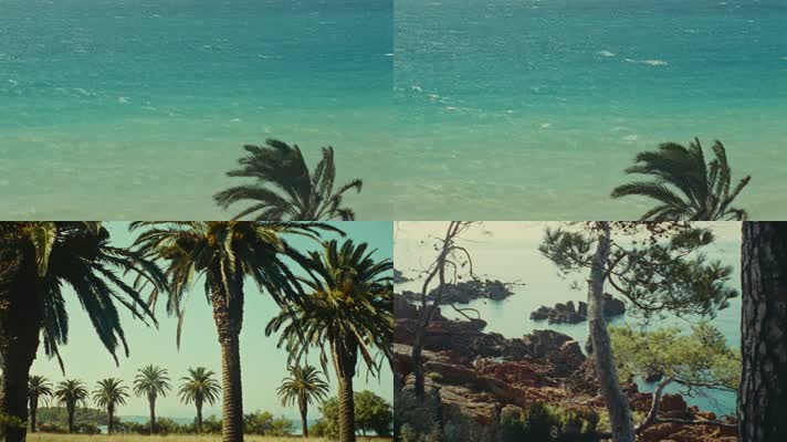 60年代热带海岸线沙滩海浪椰树自然风景