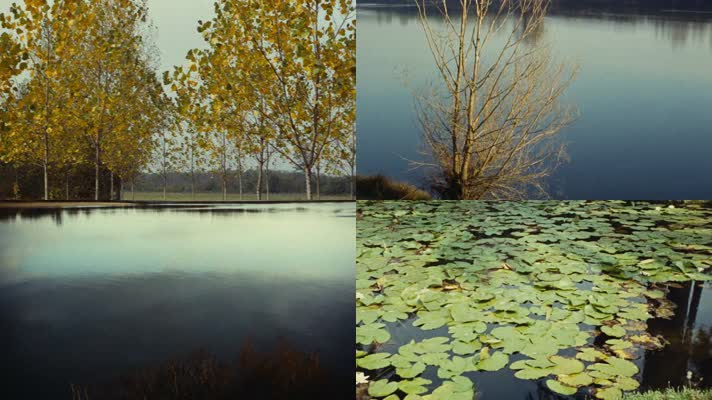 50年代深秋季湖泊桦树林枯树落叶宁静水面