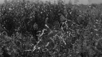 40年代山区林区原始森林松树摇摆晃动