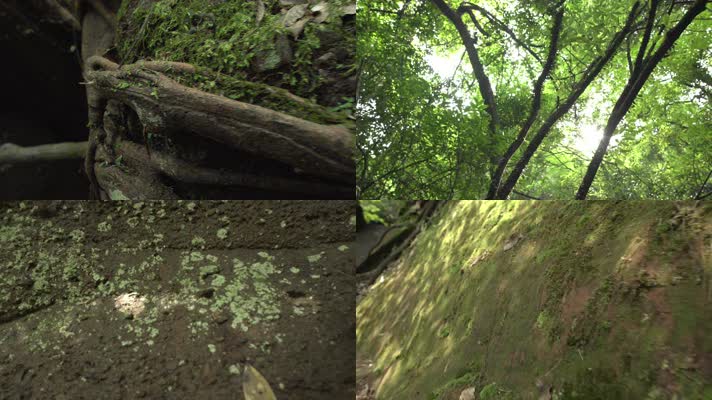 C丹霞山混元洞植被高清实拍视频