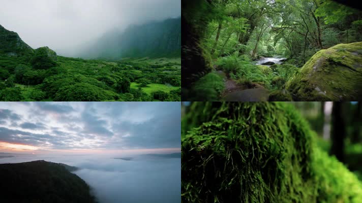 亲近自然生态森林清新意境光影宣传 亲近自然生态森林清新意境光影宣传