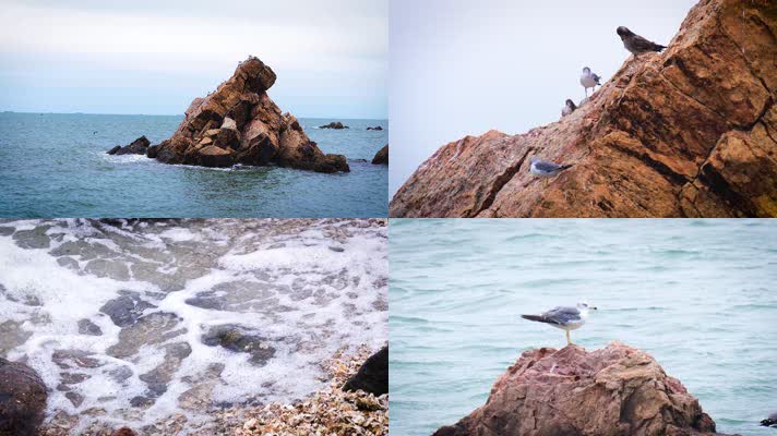 海鸥 大海 飞翔 飞鸟 海 海洋 海螺